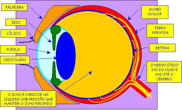 glc2.jpg (49950 bytes)