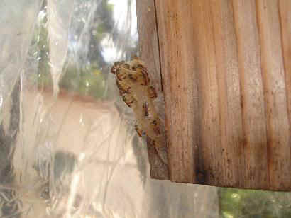 Cópia de Jatai 012_WEBx.JPG (19865 bytes)