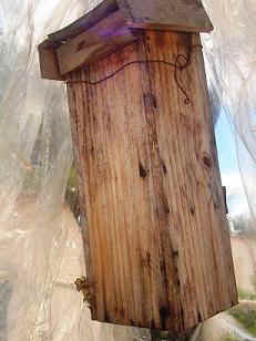 Cópia de Jatai 013_WEBx.JPG (15843 bytes)